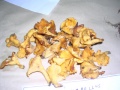 CANTHARELLUS CIBARIUS